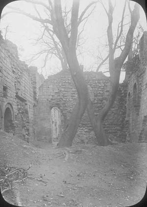 The refectory of Kirkstall Abbey looking north. Large elm trees are growing in the debris inside the building. The photograph must have been taken, therefore, before 1892-6.